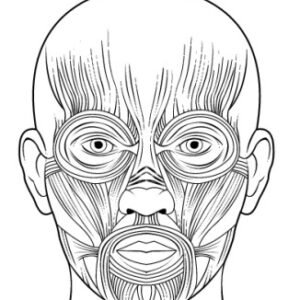 Mapa Anatomia Humana 54_2024